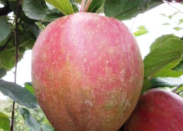 Apfel'Delbar Estival'Herkunft: Aus der Region Verfügbar: bis Mitte Nov.