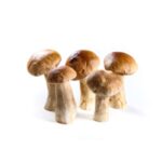 Steinpilze 'Hokkaido'Herkunft: Rumänien