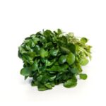 BrunnenkresseHerkunft: Frankreich