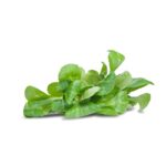 FeldsalatHerkunft: Deutschland