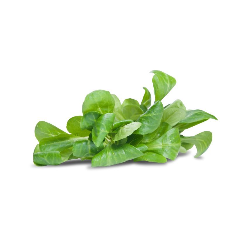 FeldsalatHerkunft: Deutschland