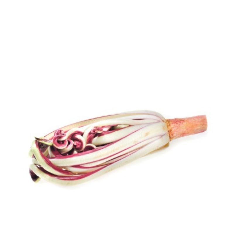 Radicchio TardivoHerkunft: Italien