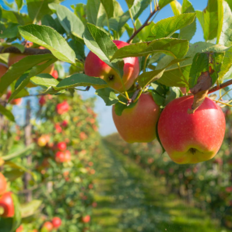 Äpfel Apfelbaum 03 FrühäpfelHerkunft: Aus der Region