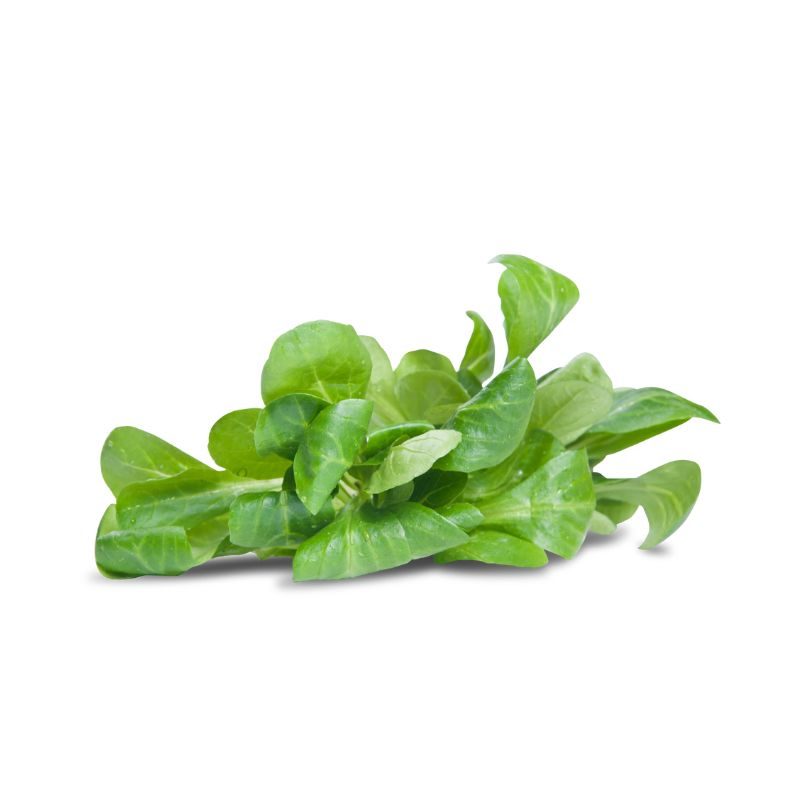 Feldsalat FeldsalatHerkunft: Deutschland