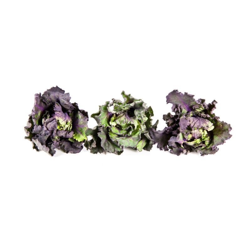 Flower Sprouts klein Flower SproutsHerkunft: Belgien