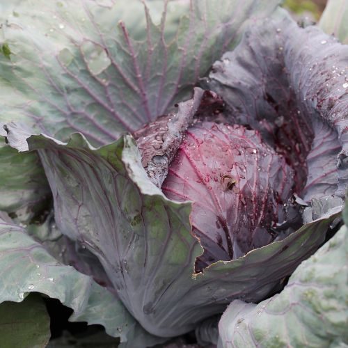 Rotkohl1 RotkohlHerkunft: Aus der Region